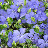 Set of 25 Vinca Minor Plants Live, 6 to 8 Inches Tall, Low Maintenance Periwinkle Ground Cover for Outdoor Landscaping and Garden Borders