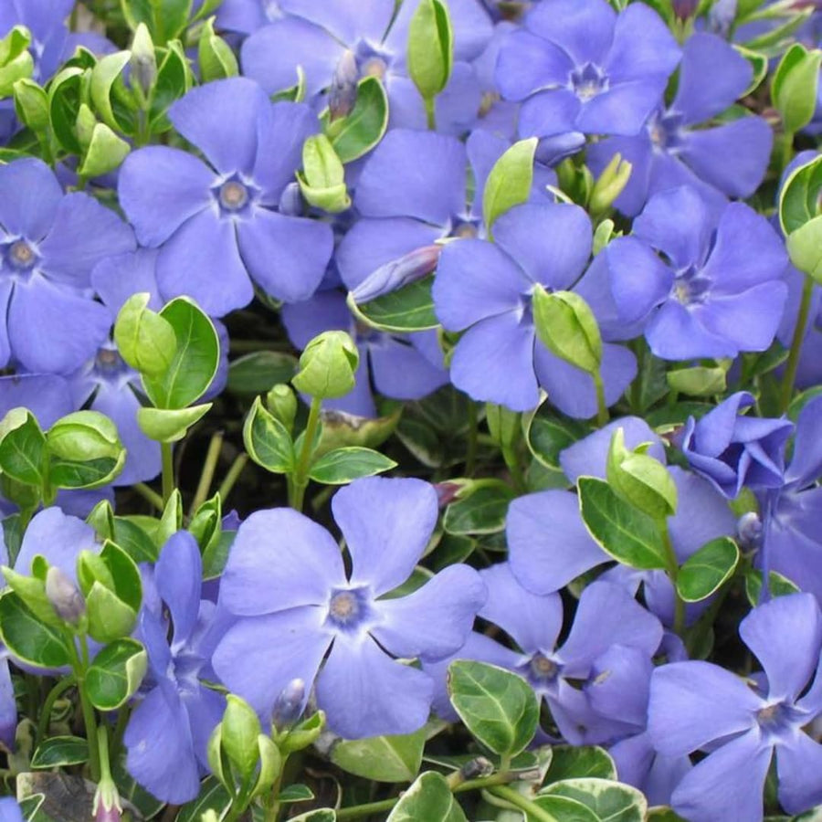 Set of 25 Vinca Minor Plants Live, 6 to 8 Inches Tall, Low Maintenance Periwinkle Ground Cover for Outdoor Landscaping and Garden Borders