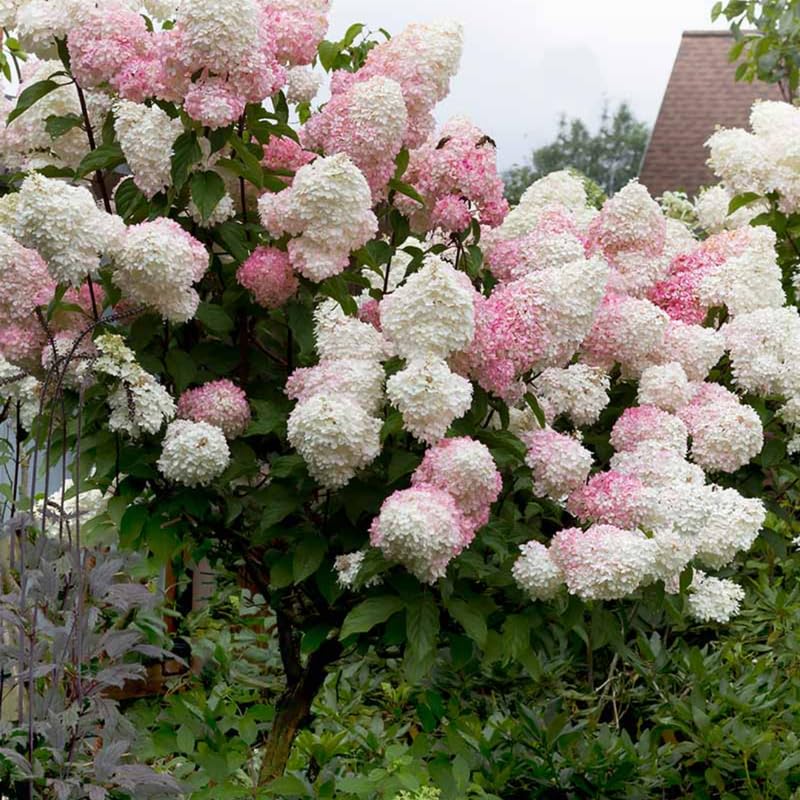 Hydrangea Tree Live Plant, Change Color, Vibrant Blooms, Outdoor Growing, Hardy and Ready to Plant, 6-12" in Tall (Pink White)