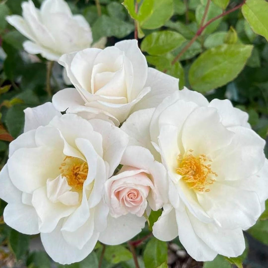 White Climbing Rose Live Plant, Stater Plant 5 to 9 Inches in Tall, No Pot, Climber