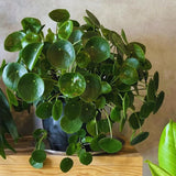 Peperomia Pilea Plants Live, 2 Plants, Live Money Tree Plants, Peperomia Pilea Live Plant, No Pot