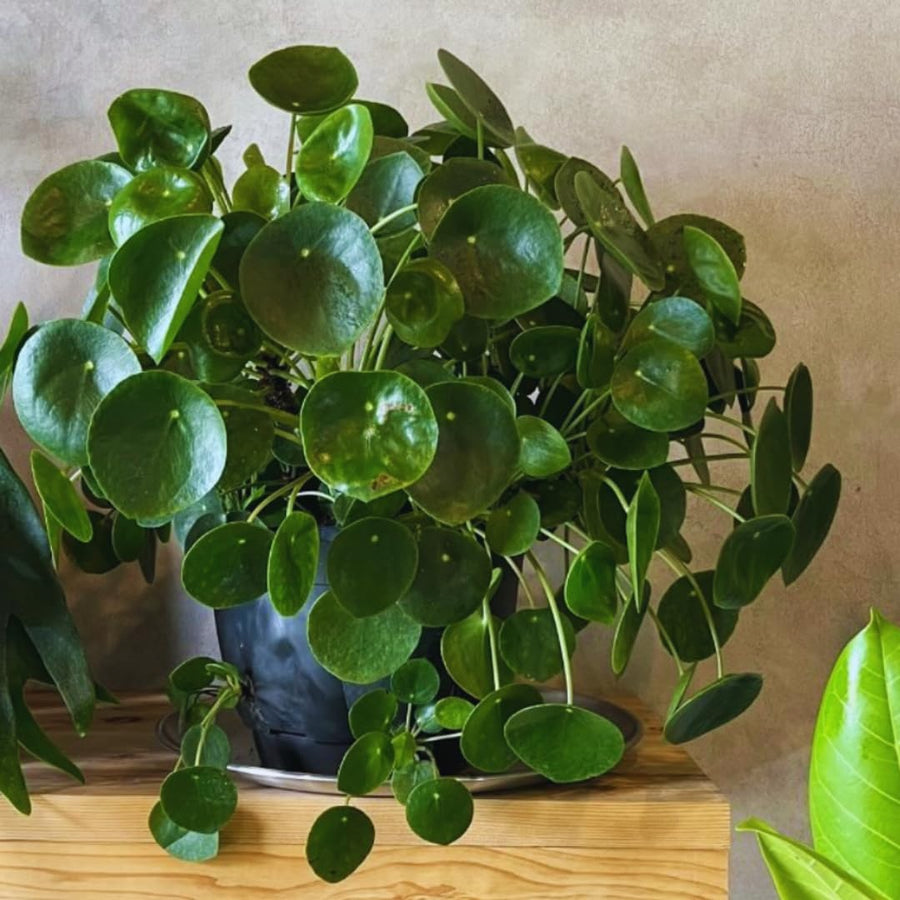 Peperomia Pilea Plants Live, 2 Plants, Live Money Tree Plants, Peperomia Pilea Live Plant, No Pot