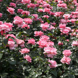 Rose Plant Live Ready to Grow Outdoor Indoor, 5-9 Inc Tall, Heirloom Rose Bush Live Plant for Planting, Fragrant Flowers Vibrant Blooms (Pink Rose)