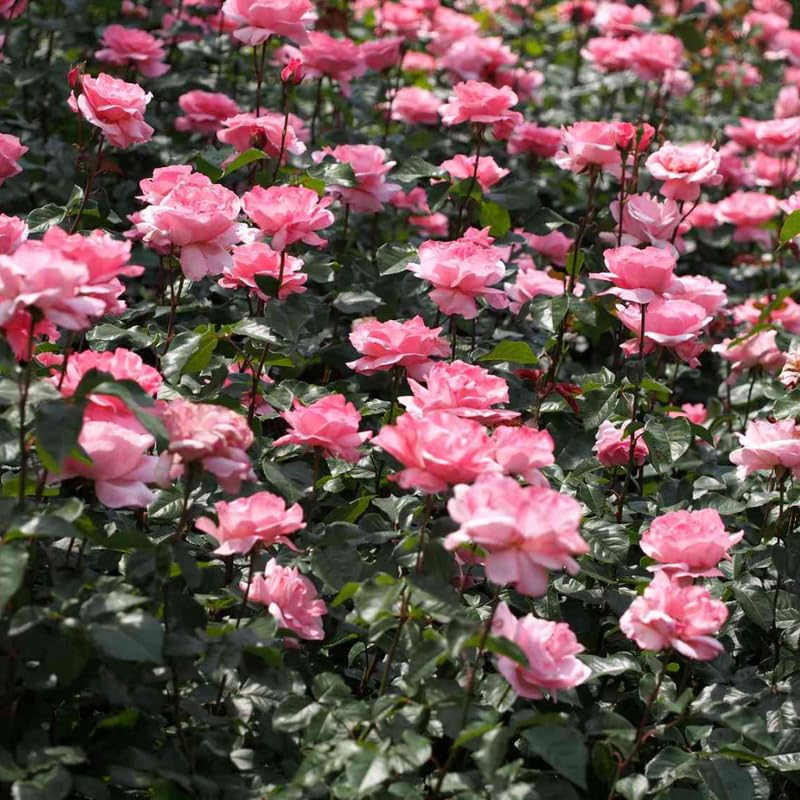 Rose Plant Live Ready to Grow Outdoor Indoor, 5-9 Inc Tall, Heirloom Rose Bush Live Plant for Planting, Fragrant Flowers Vibrant Blooms (Pink Rose)