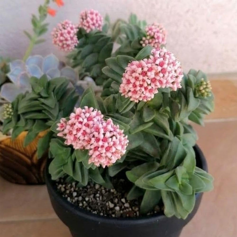 Spring Crassula Live Succulent Plant 2 Inch Pot, Spring Crassula Plant, Live Succulent Cactus Plants