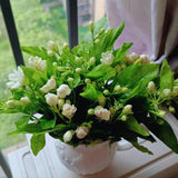 3 Maid of Orlean Jasmine Plants Live, Live Jasmine Plants, Sambac Jasmine Live Plants, 4 to 6 Inc Long, Jasmine Live Plants for Grow Garden