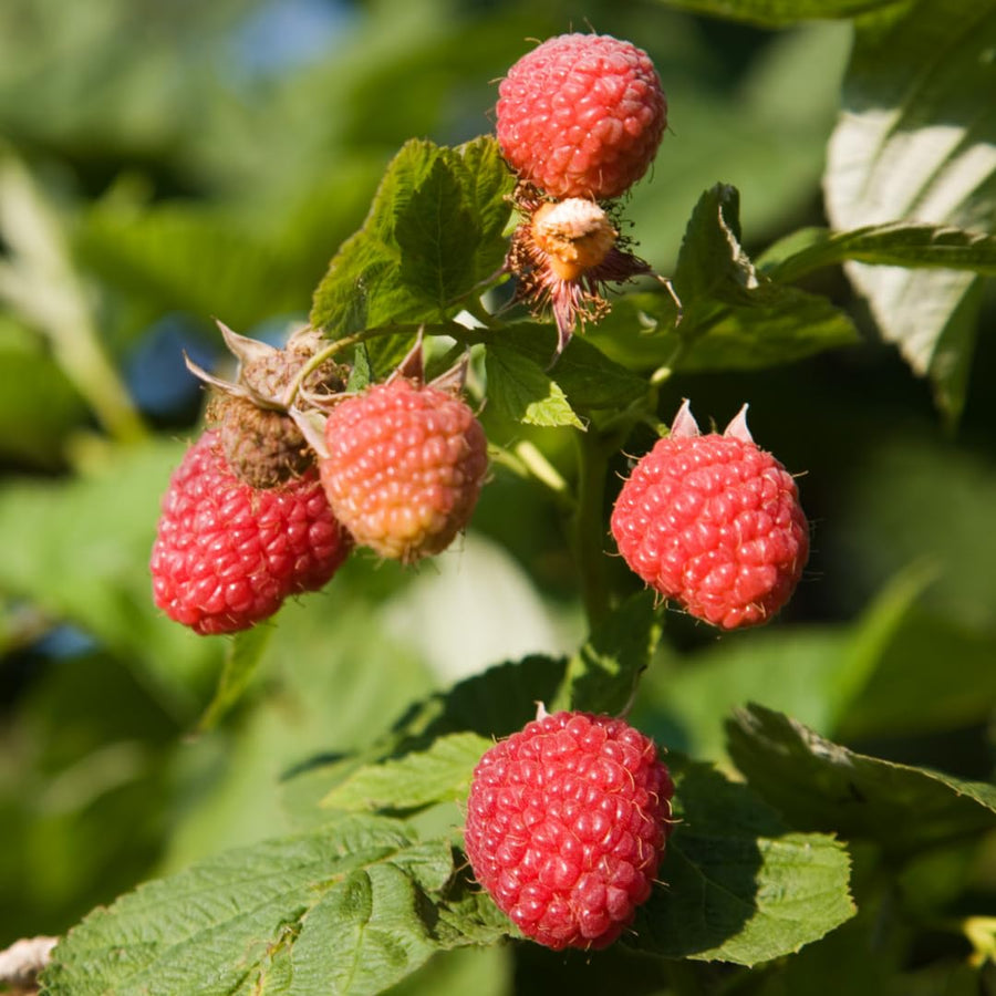 Red Raspberry Live Plant in 4 Inch Pot, 6-8 Inch Tall - Sweet Raspberry Plants, Berry Fruit Starter Plant for Outdoor Garden