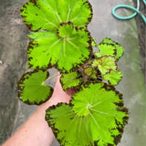 Combo 3 Green Begonia Angel Wing Plants Live, Begonia Maculata Live Plant, Begonias Live Plants Outdoor, 4 to 8 Inc Tall