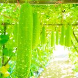 Set 25 Bottle Gourd Seeds for Planting, Green Vegetable Seed for Edible Garden, Long Melon Climbing Vine