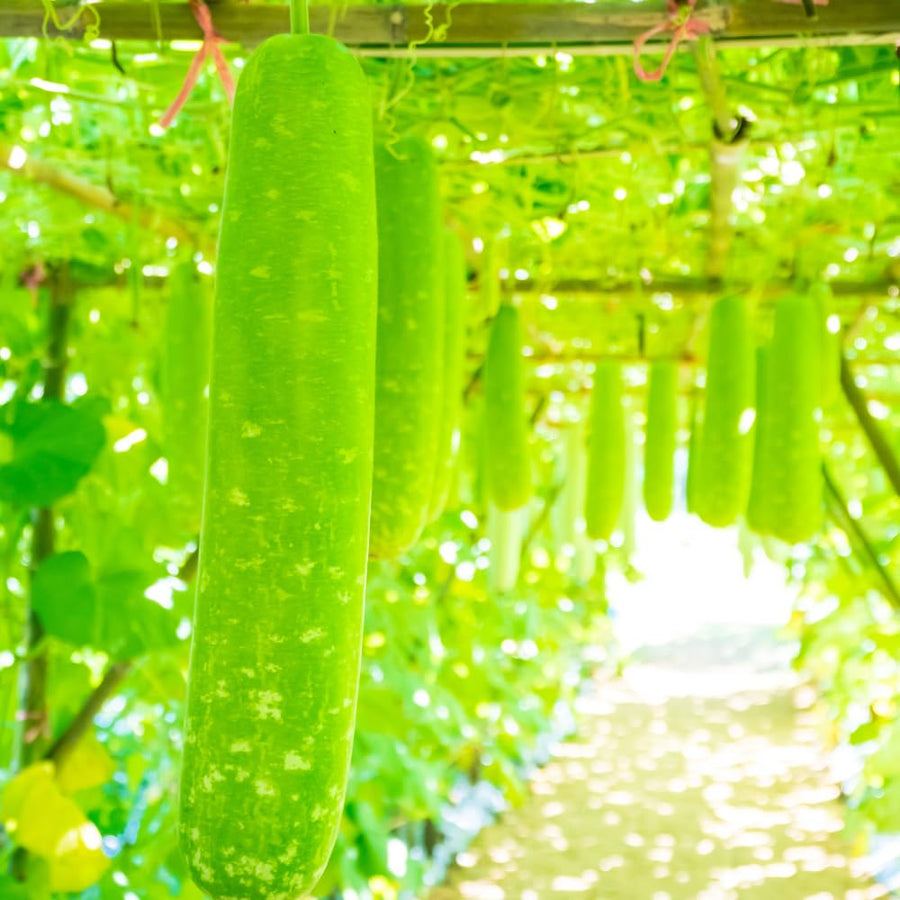 Set 25 Bottle Gourd Seeds for Planting, Green Vegetable Seed for Edible Garden, Long Melon Climbing Vine