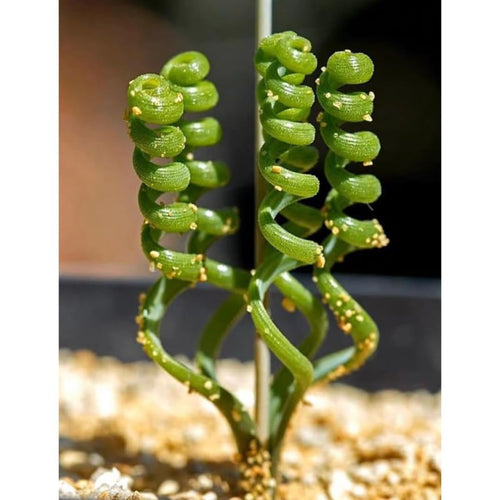 Rare Albuca Curly Plant Live in 4" Pot, Corkscrew Frizzle Sizzle Houseplant Ornamental Albuca Spiralis, Curly Grass Succulent Live Plant