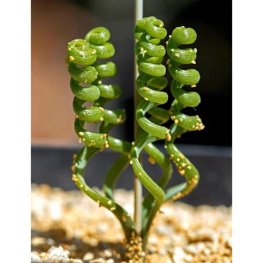Rare Albuca Curly Plant Live in 4" Pot, Corkscrew Frizzle Sizzle Houseplant Ornamental Albuca Spiralis, Curly Grass Succulent Live Plant