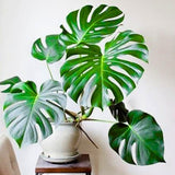 2 Rare Philodendron Live Plants Varieties Collection, Philodendrons Plants Size 5-9 Inc for Indoor Houseplant Décor, Ornamental Tropical Well-Rooted (Monstera Deliciosa)