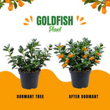 Orange Goldfish Plants Live Houseplants, Tropical Goldfish Plant in 4 Inches Pot, 4-7 Inches Height, Vibrant Trailing Plant for Home Office Decor