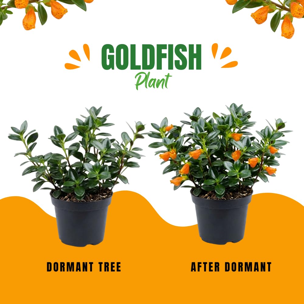 Orange Goldfish Plants Live Houseplants, Tropical Goldfish Plant in 4 Inches Pot, 4-7 Inches Height, Vibrant Trailing Plant for Home Office Decor