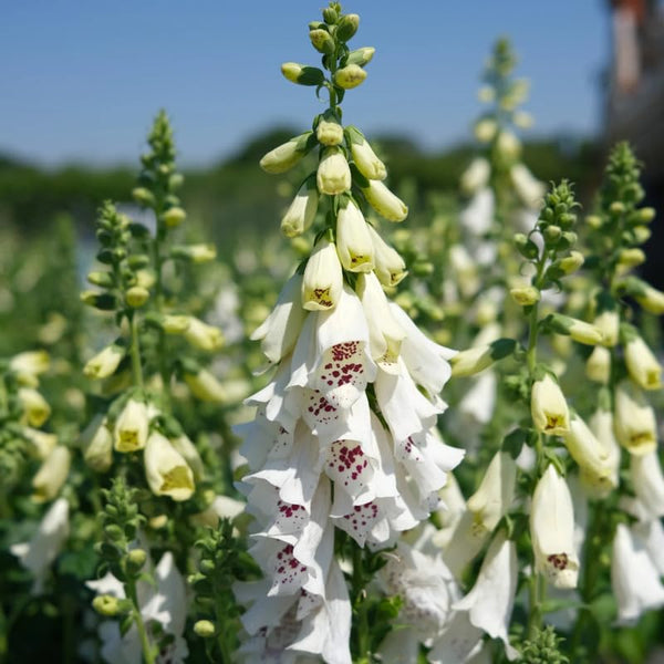 Set 6 White Foxglove Plants Live, in 3" Pots, Hardy Perennial Foxgloves Flowers for Outdoor Garden Planting