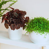 3 Assorted Peperomia Plants Live, Peperomia Houseplant Live Plant Growing Indoor Outdoor, 4 to 6 Inches in Height