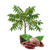 Live Pecan Tree for Planting, Hardy Pecan Seedlings, 8-10 Inches Tall, Ready to Plant Outdoor Garden
