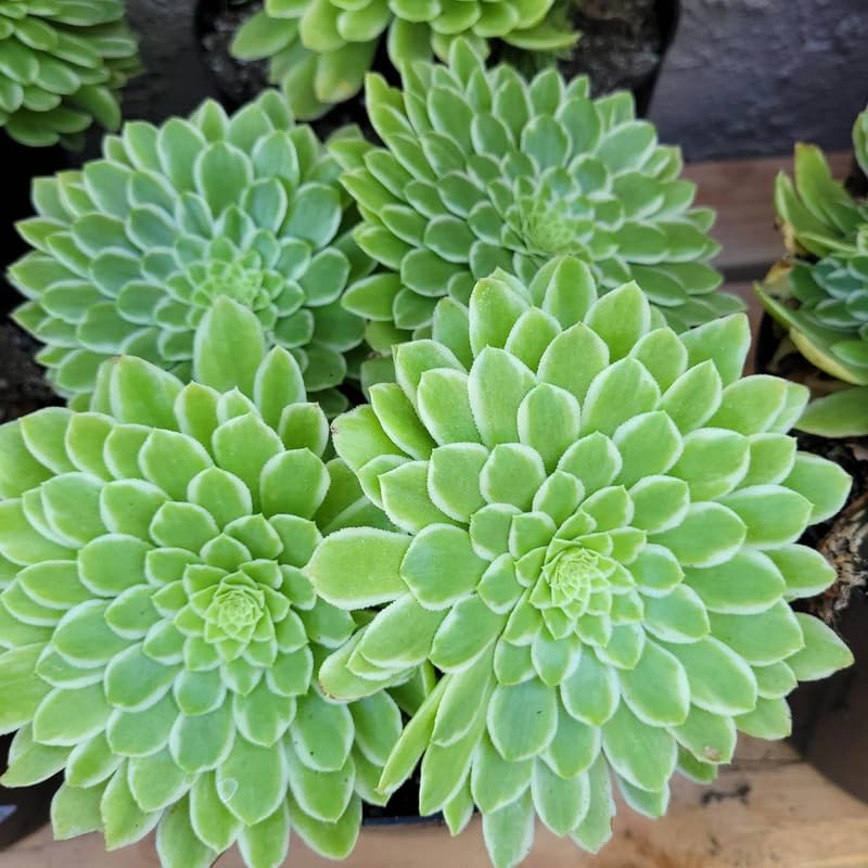 Ice Aeonium Succulent Plant Live in 2" Pot, Rosette Succulent, Easy Indoor Outdoor Plant