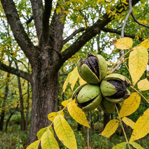 2 Black Walnut Trees, 2 Years-Old Walnut Bare Roots, Outdoor Nut Tree for Planting, Ready to Grow
