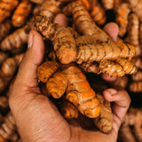 Set 10 Turmeric Root, Fresh Yellow Turmeric Roots, Curcuma Longa Ginger Roots for Planting or Culinary, Suited for Zones 8 to 11