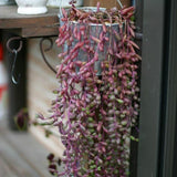 Othonna Capensis Ruby Necklace Live Plant in 2 Inch Pot, Live Ruby Necklace Succulent Plants Live Potted for Indoors Garden, Containers, Hanging Pots