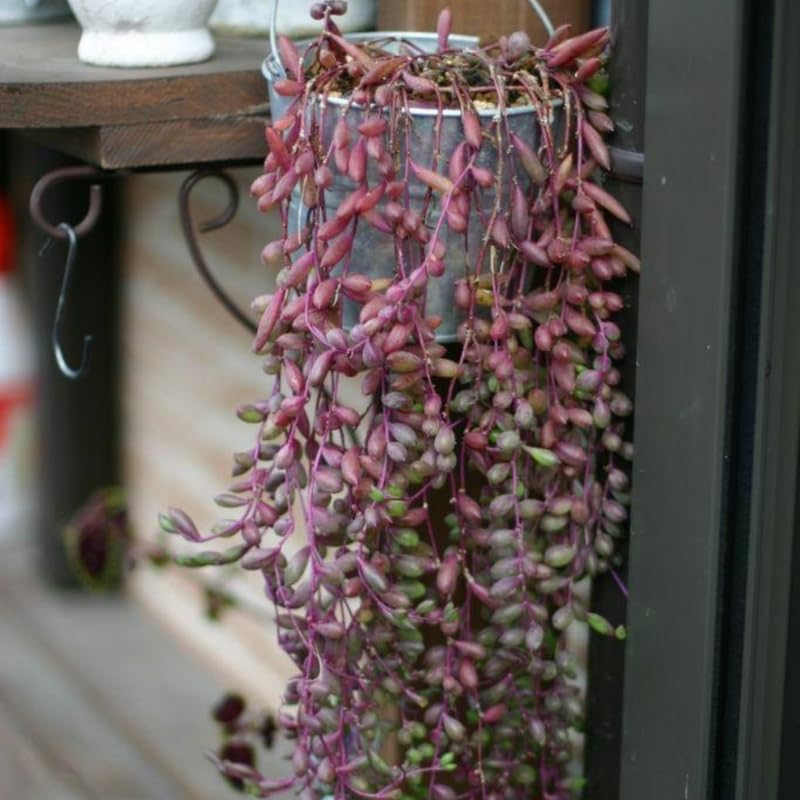 Othonna Capensis Ruby Necklace Live Plant in 2 Inch Pot, Live Ruby Necklace Succulent Plants Live Potted for Indoors Garden, Containers, Hanging Pots