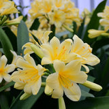 Yellow Clivia Plant Live, Clivia Flower Plant, 6-8 Inches Tall in 6 Inches Pot, Bush Lily Plant for Outdoor Garden