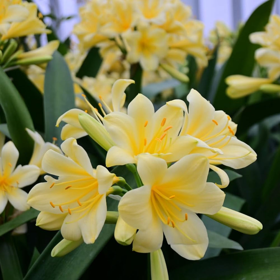 Yellow Clivia Plant Live, Clivia Flower Plant, 6-8 Inches Tall in 6 Inches Pot, Bush Lily Plant for Outdoor Garden