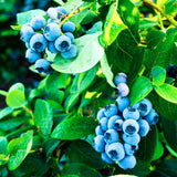 1 Blueberry Plant Live, Blueberry Bushes Live Plant, 1 Year Old, Blueberry Tree Live Plant, Blueberry Fruits (Tophat Blueberry)