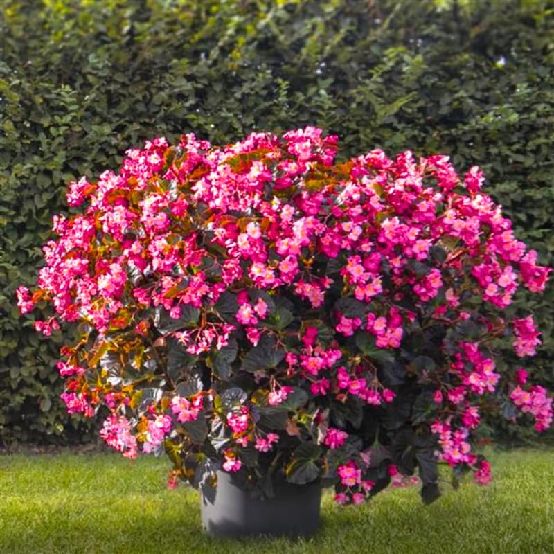Combo 3 Bronze Rose Begonia Angel Wing Plants Live, Begonia Maculata Live Plant, Begonias Live Plants Outdoor, 4 to 8 Inc Tall