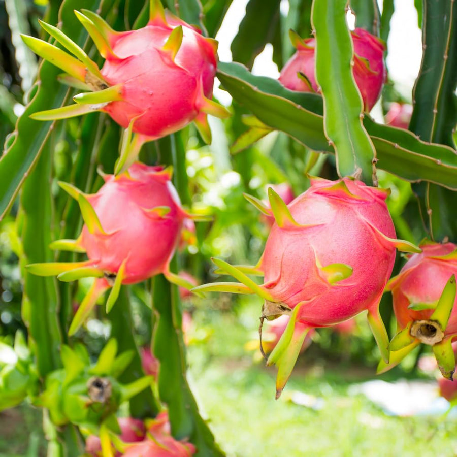 Red Dragon Fruit Live Plant, Sweet Edible Fruit Tree for Planting Outdoor, Tropical Fruit Tree 2 Feet Tall Fully Rooted