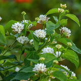 2 Lantana Plants Live, Perennial Live Flowering Lantana, Container Growing 4-9 Inch Tall - White