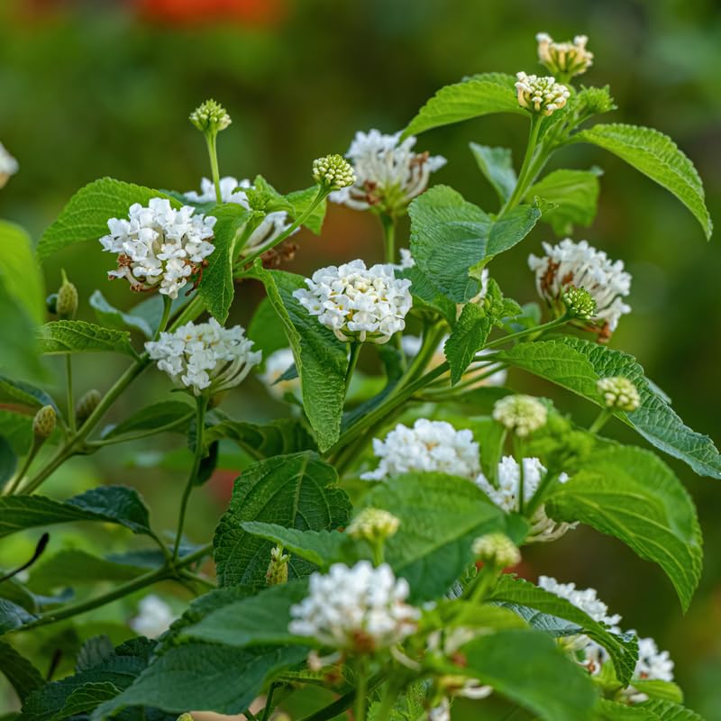 2 Lantana Plants Live, Perennial Live Flowering Lantana, Container Growing 4-9 Inch Tall - White