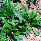 2 Live Culantro Herb Plants, Culantro Plants Live, 4" Tall in 4" Pots, Fresh Long-Leaf Culinary Herb