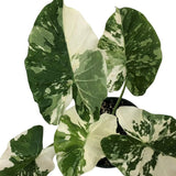 Alocasia Plant Live, Rare Elephant Ear Plant Indoor in 4 Inch Pot, Tropical Foliage, Compact Houseplant for Office, Room and Home Décor - Giant Variegated