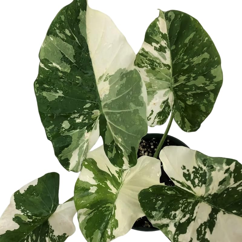 Alocasia Plant Live, Rare Elephant Ear Plant Indoor in 4 Inch Pot, Tropical Foliage, Compact Houseplant for Office, Room and Home Décor - Giant Variegated