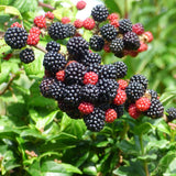 Live Blackberries Plant, Black Berry Bush for Planting, Well Rooted Fruit Plant in Pot