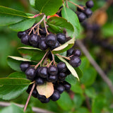 Chokeberry Plant Live, Black Chokeberry Live Plant for Home Garden, 2-3 Years Old Bare Roots, Black Berries Shrub, 14 to 16 Inches Tall