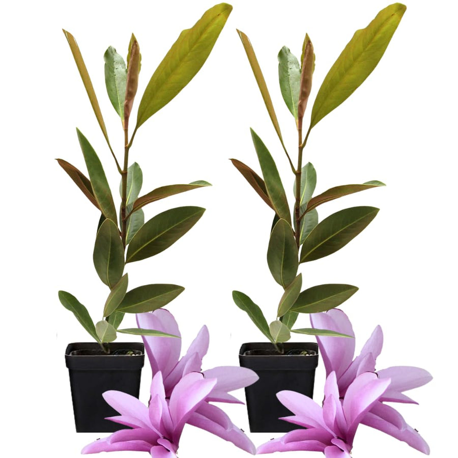 2 Magnolia Plants Live, Magnolia Tree Live Plant 6-12 Tall, in Pots, Magnolia Bush Live Shrub, Fragrant Magnolia Flowers for Planting (Ann Magnolia)
