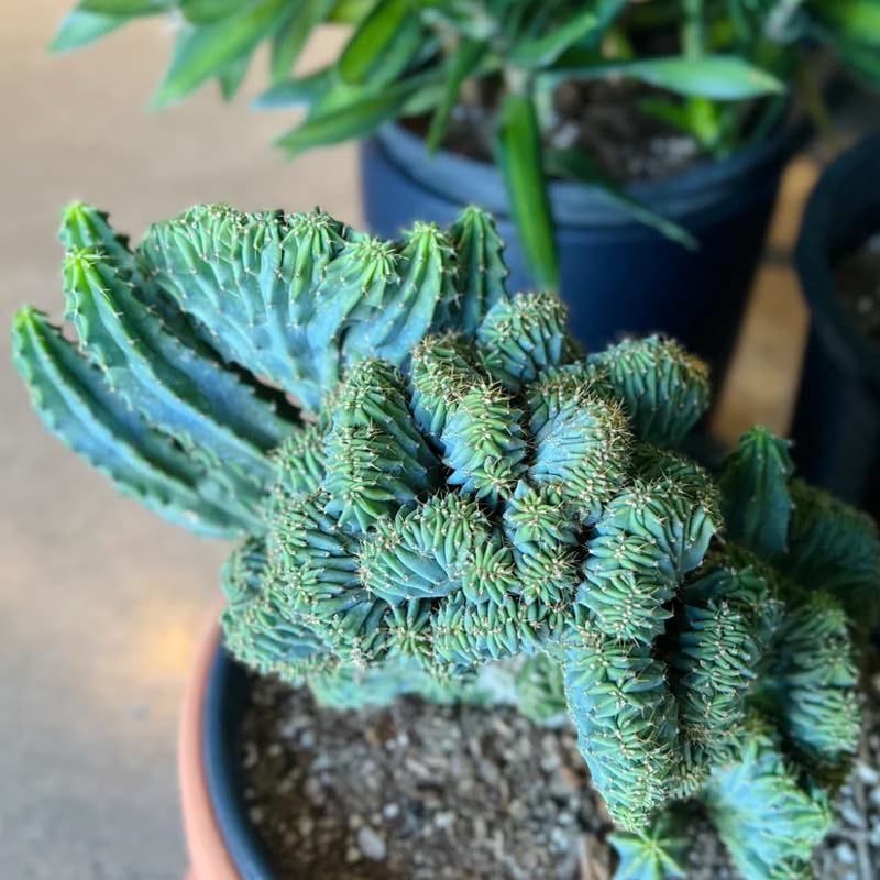 Blue Cactus Live Plant in 4" Pot, Rare Cactus Succulent for Home Décor, Indoor Outdoor Growing