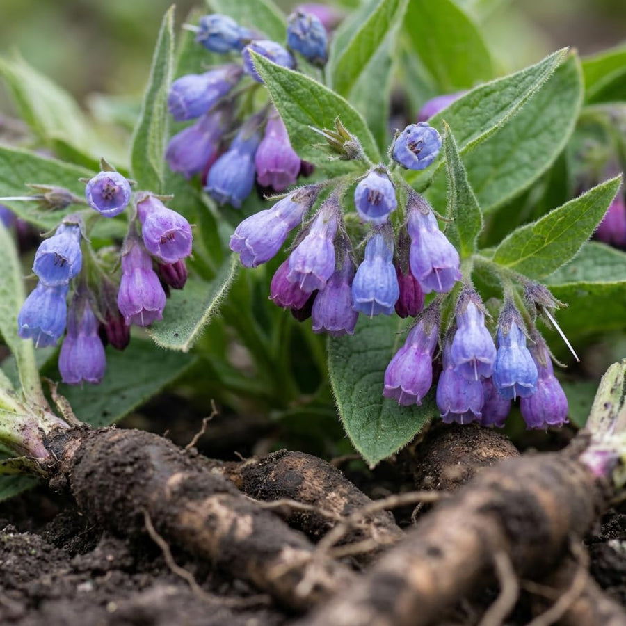 10 Comfrey Roots, Bocking 14 Live Roots Cuttings, Perennial Herb Plants for Garden, Fast Growing, High Yield Comfrey Cutting