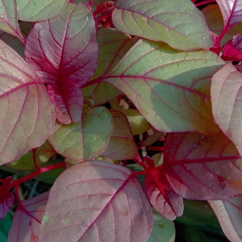 5000 Red Amaranth Seeds, Vegetable Ornamental Amaranth Plant Seeds for Outdoor Planting