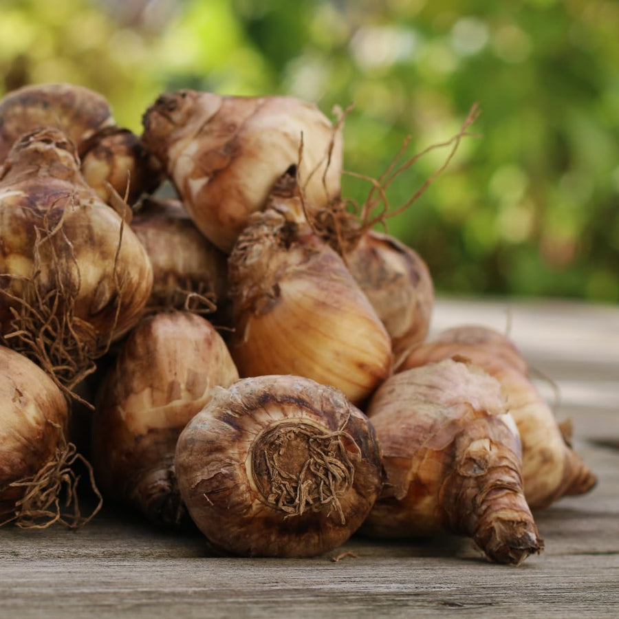 10 Assorted Daffodil Bulbs for Planting, Spring Blooming Narcissus Bulbs, Suitable for Garden and Landscape