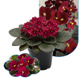 Red African Violets Live Plants House Plants in 4" Pot, Vibrant Blooms for Indoor Décor, Home or Office, Easy to Grow