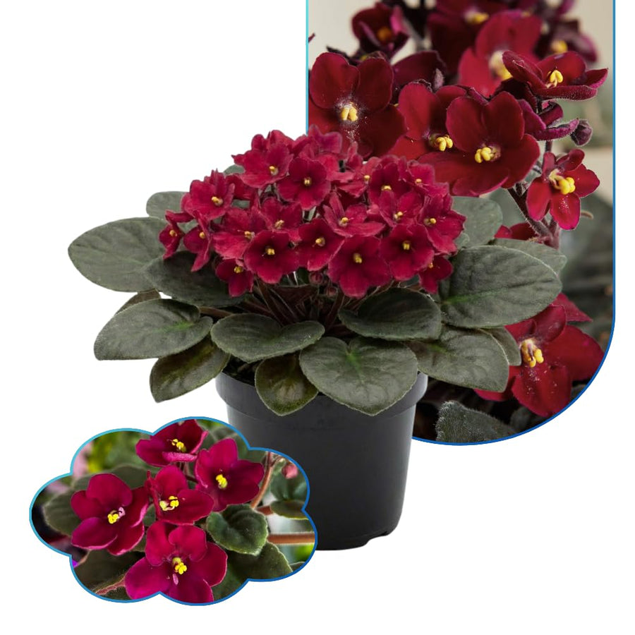 Red African Violets Live Plants House Plants in 4" Pot, Vibrant Blooms for Indoor Décor, Home or Office, Easy to Grow