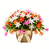 Random Easter Cactus Plant Live, Holiday Blooming Indoor Plants Live Houseplants, Succulents Well-Rooted 5-8" Tall, No Pot