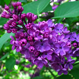 2 Purple Lilac Trees Live Plants, 1 to 2 Feet Height, Reblooming Lilac Plant Live for Planting Outdoors, Bareroots, No Leaves, Fragrant Flowers Bush Live Shrub