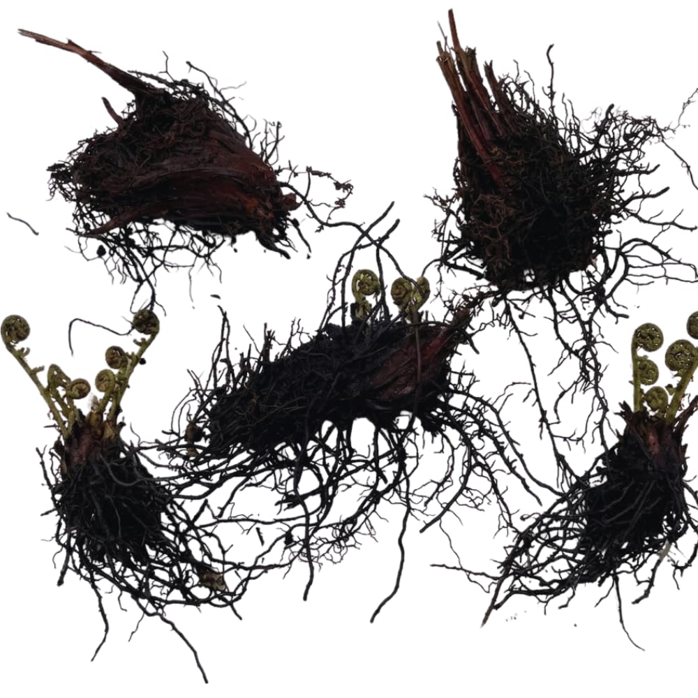 10 Lady Ferns Roots, Fern Live Plants Outdoor Indoor Planting, 4 to 6 Inc Tall