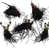 10 Fern Live Plants Roots, Lady Ferns Plant Live, Fern Starter Plant for Growing Indoor, 10 Roots Rhizomes